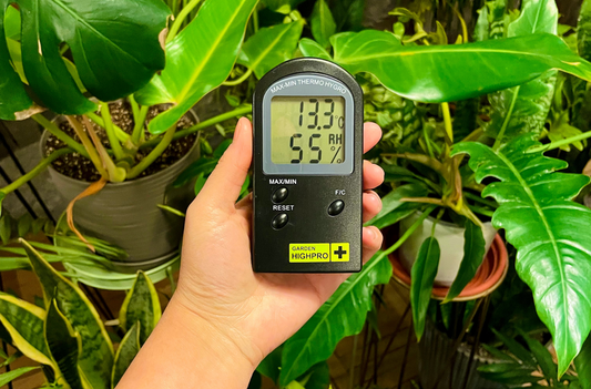 ¿Cómo cuidar tus plantas en invierno?