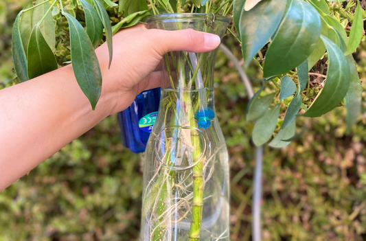 Propagación por esquejes con aireación forzada