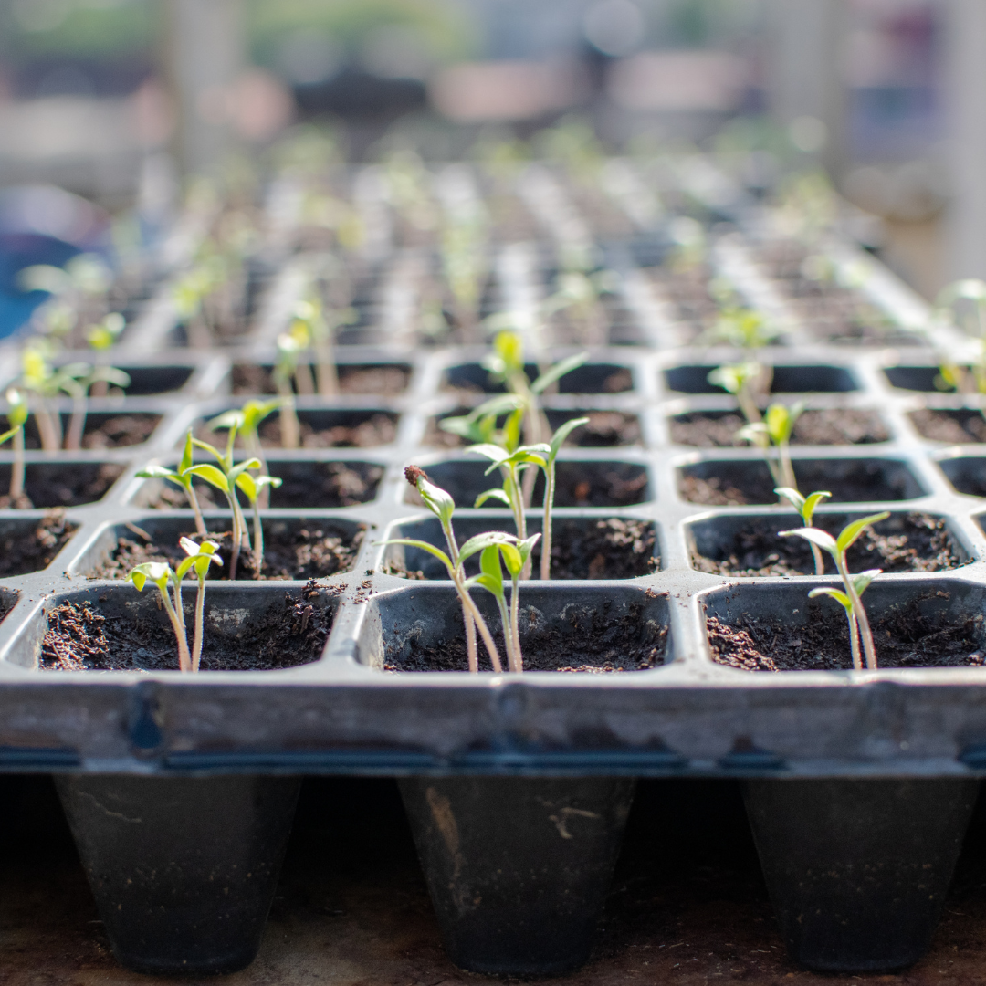 Almaciguera rígida de 72 cavidades - Pack de 3 unidades para germinación profesional