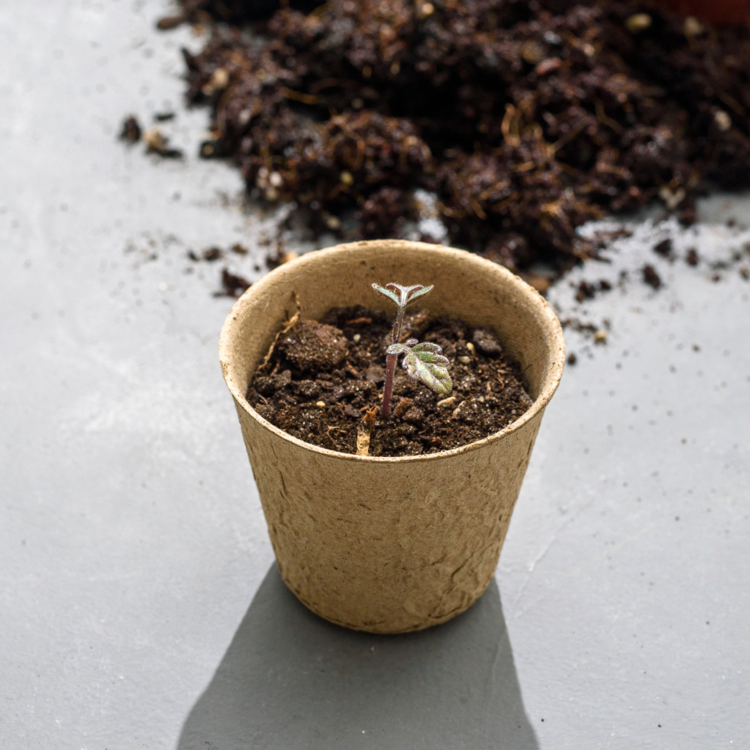 Pack 10 vasitos germinadores de semillas