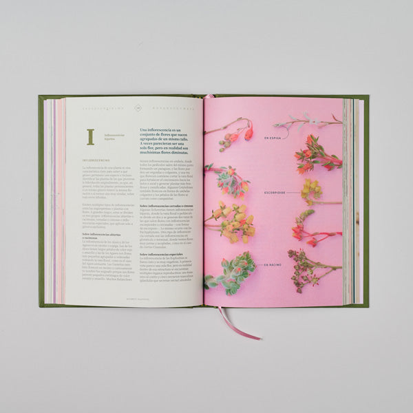 Libro Alfabeto plantista. Un abecé imperfecto para cuidar suculentas perfecta - Soledad Solervicens