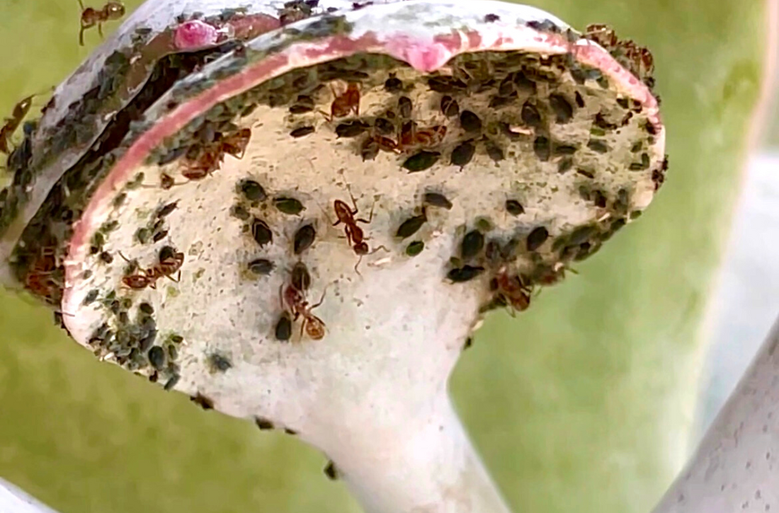 ¿Hay hormigas en tus plantas?