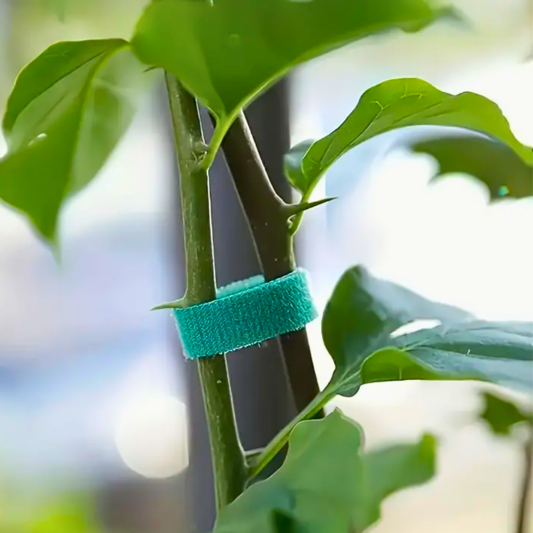 Pack 3 Amarras Velcro para Plantas |     Tutorado Reutilizable 1 cm x 1 m