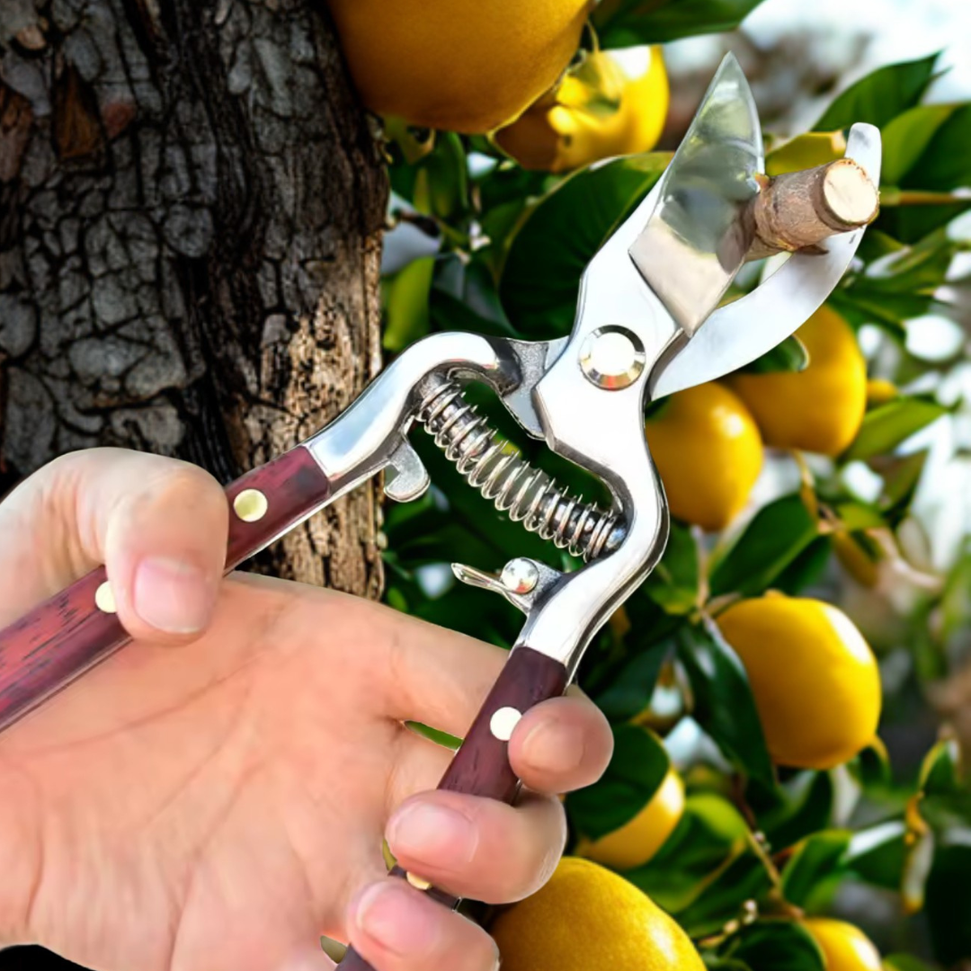 Tijera de Poda By-Pass de Acero Inoxidable con Mango de Madera | Horticulturachile