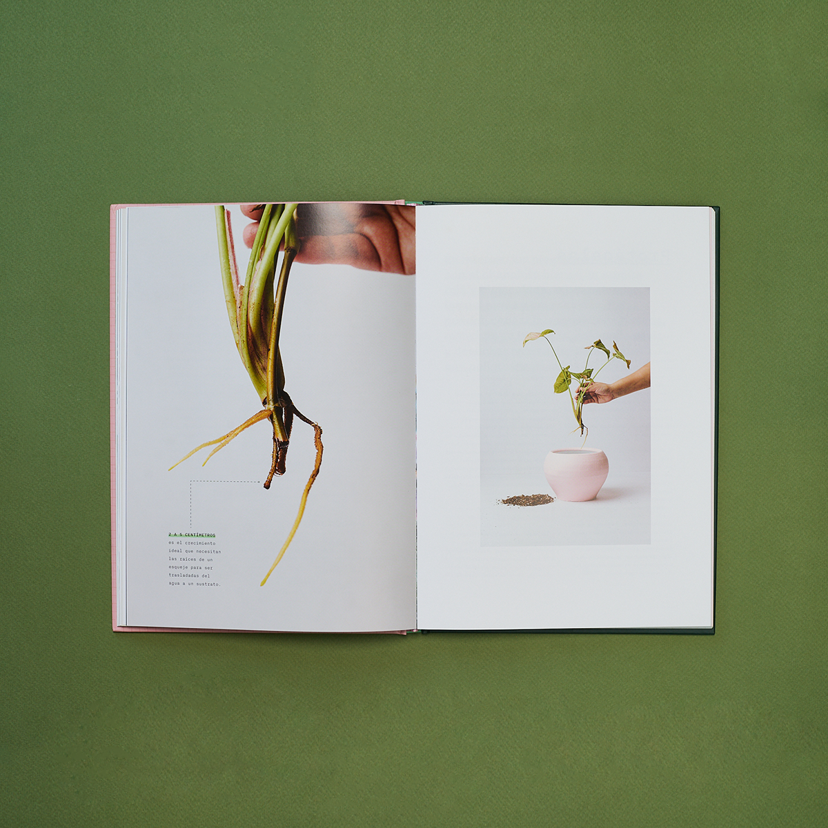 Libro Laboratorio Botánico. Una guía para cuidar, experimentar y crecer con plantas de interior.